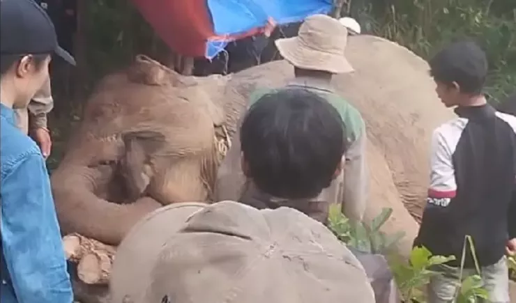 Voi H'Khăm được phát hiện chết trong rừng. Ảnh: N.D