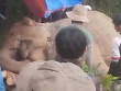 Voi cái chết trong rừng nghi bị voi đực húc trúng