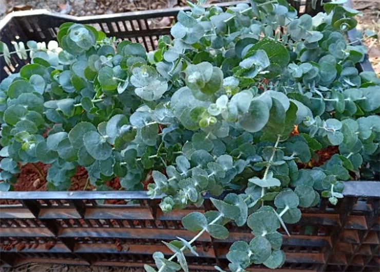 Nếu chăm đúng kỹ thuật, chỉ 4 tháng cây đô la cao ngang đầu người, có thể cho thu hoạch.
