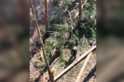 Video: Binh sĩ Nga tóm UAV mang thuốc nổ của Ukraine bằng tay không, đập liên tiếp vào thân cây