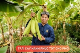 Tin tức sức khỏe - Loại quả được mệnh danh là “trái cây hạnh phúc”, rất giàu dinh dưỡng cho phổi, nhưng thường bị người Việt bỏ qua