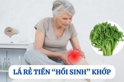 Tin tức sức khỏe - Loại lá mọc hoang đầy vườn nhưng là “khắc tinh” của bệnh xương khớp