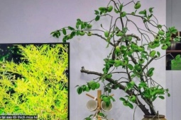 Chị em  ' chịu chi ' , mua cành thị lúc lỉu quả về cắm, bừng sáng cả góc phòng