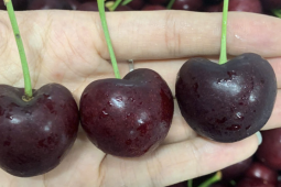 Cherry Mỹ về Việt Nam giá rẻ kỷ lục