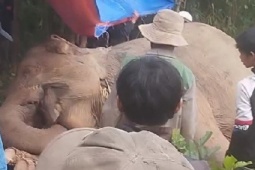 Voi cái chết trong rừng nghi bị voi đực húc trúng