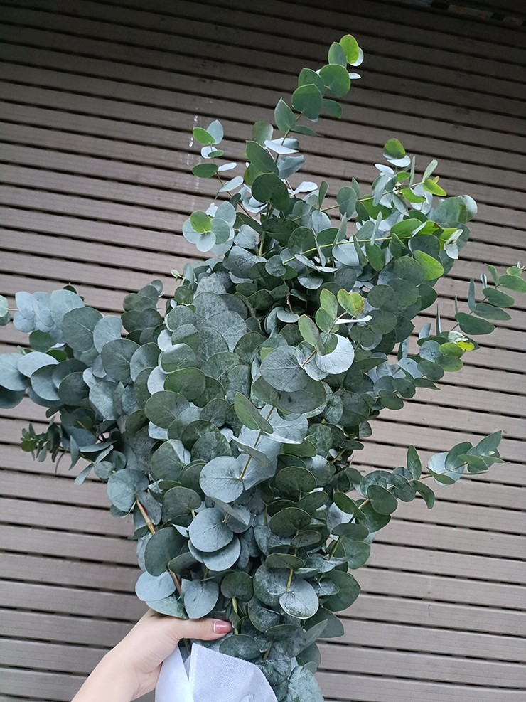 Lá của cây này màu sáng bạc khi còn non, khi trưởng thành chuyển sang màu xanh lục như phủ một lớp bụi phấn và sương sớm rất đẹp mắt.
