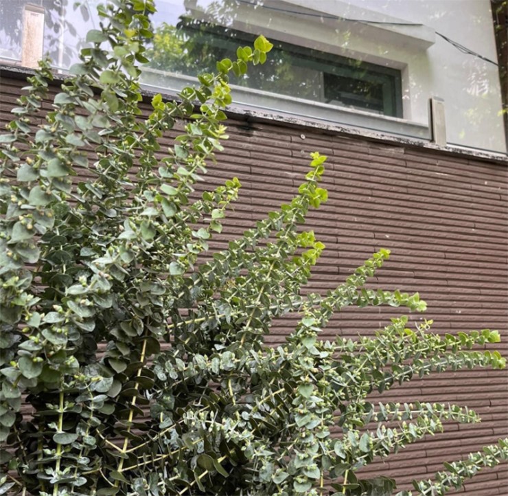Trên thị trường, có cành đô la lá nhỏ và cành đô la lá lớn. Cây lá nhỏ có giá cao hơn cây lá lớn 30 ngàn đồng/kg.
