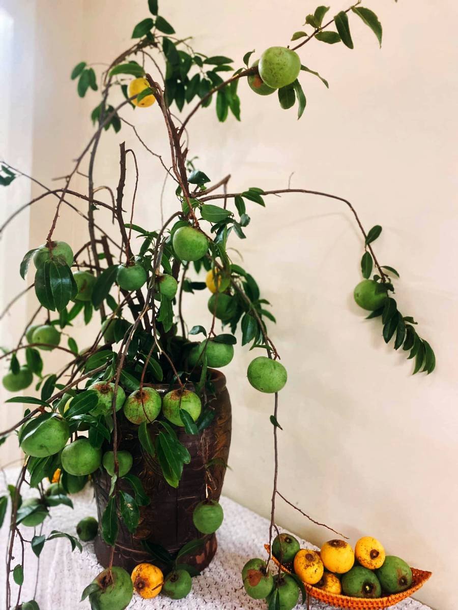 Cành thị được chị Kiều cắm bình hoa, vừa đẹp vừa thơm. Ảnh: Duy Mỹ Đàm Kiều&nbsp;