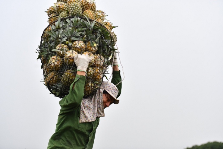 Vẫn còn sự lệch pha trong tiêu thụ nông sản giữa nông dân và doanh nghiệp. Ảnh: Hoàng Hà