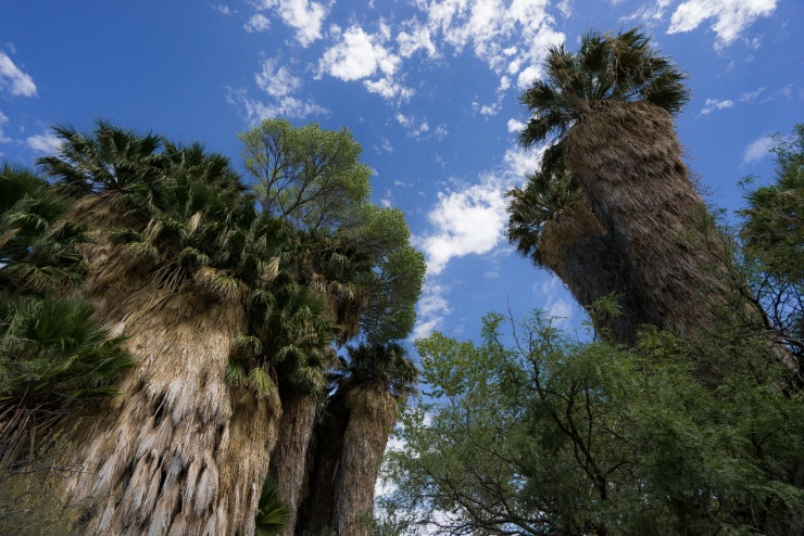 Vườn quốc gia Joshua Tree