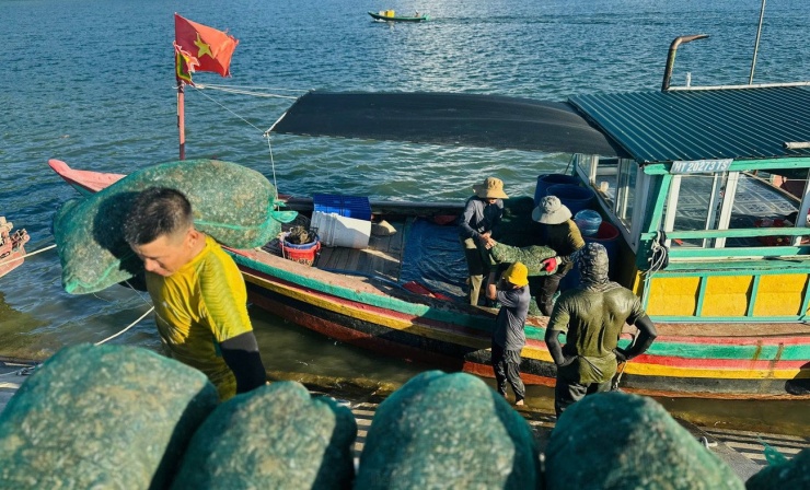 Ngư dân trúng đậm vẹm đen, thu tiền triệu mỗi ngày - 2