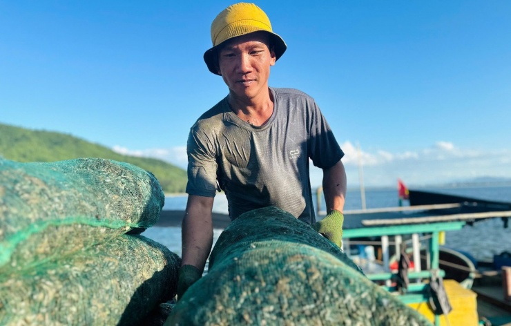Ngư dân trúng đậm vẹm đen, thu tiền triệu mỗi ngày - 5