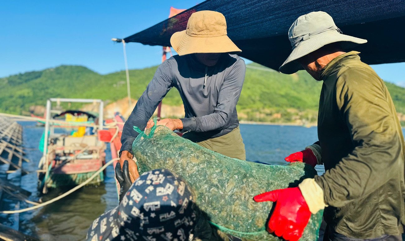 Ngư dân trúng đậm vẹm đen, thu tiền triệu mỗi ngày - 3