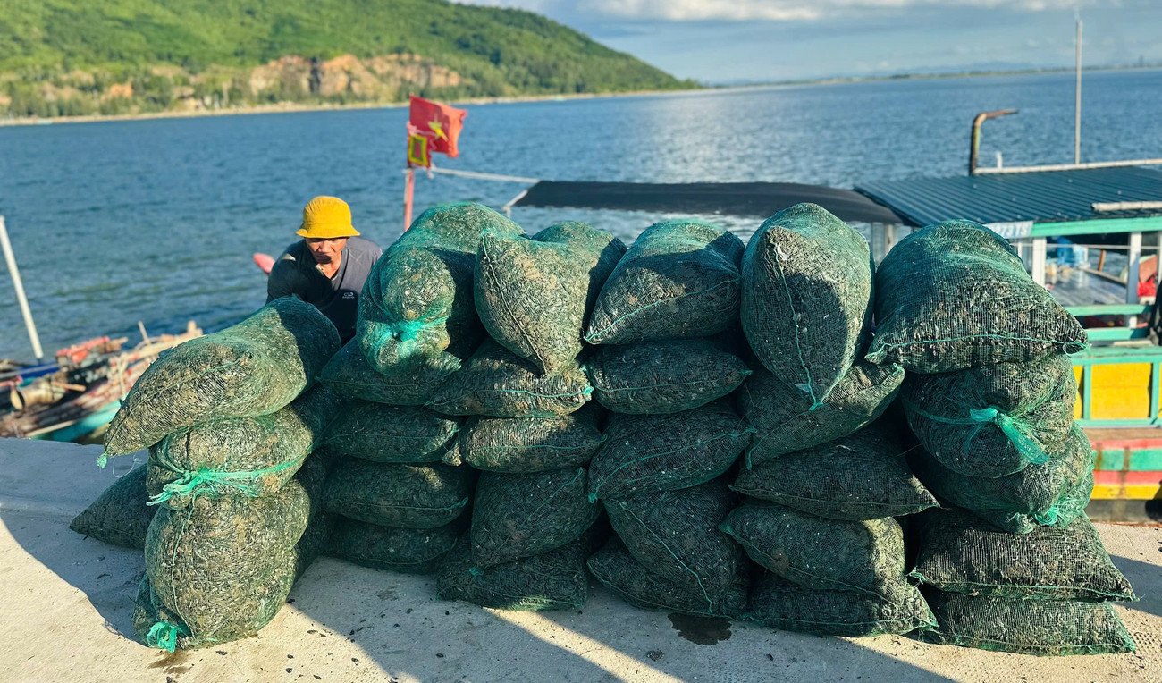 Ngư dân trúng đậm vẹm đen, thu tiền triệu mỗi ngày - 7