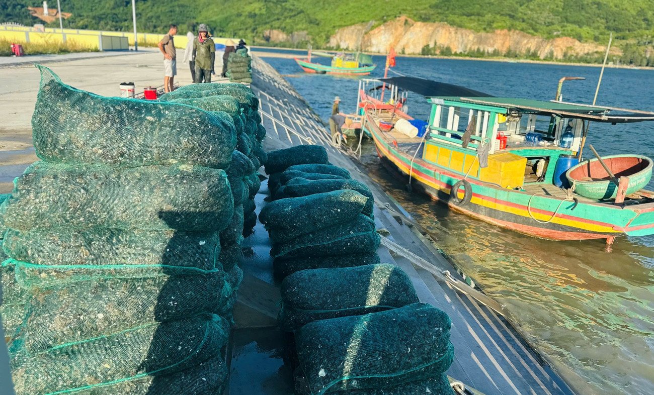 Ngư dân trúng đậm vẹm đen, thu tiền triệu mỗi ngày - 8