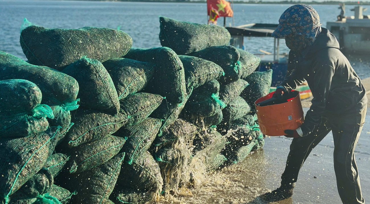 Ngư dân trúng đậm vẹm đen, thu tiền triệu mỗi ngày - 10