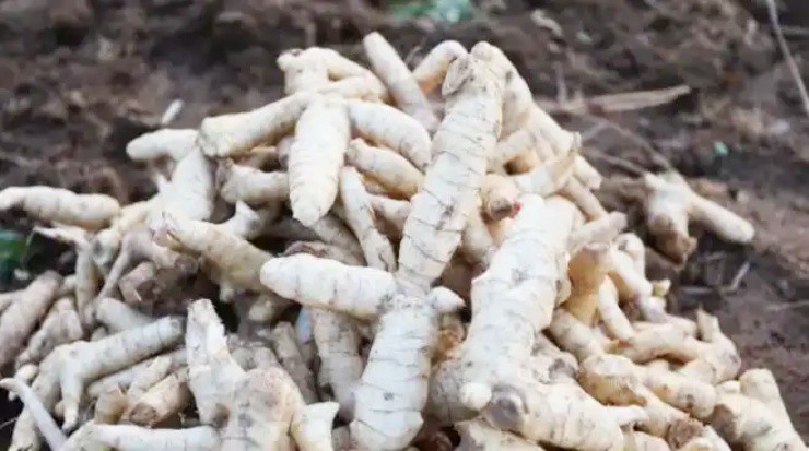 Tìm "mỏ vàng” trên cây thuốc có từ 2.000 năm trước, kiếm tiền tỷ/năm - 1