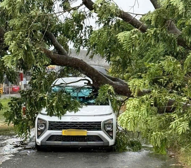 Cổ thụ bật gốc đè ôtô công nghệ trên đường Cầu Rạch Suối, xã Tân Vĩnh Lộc.