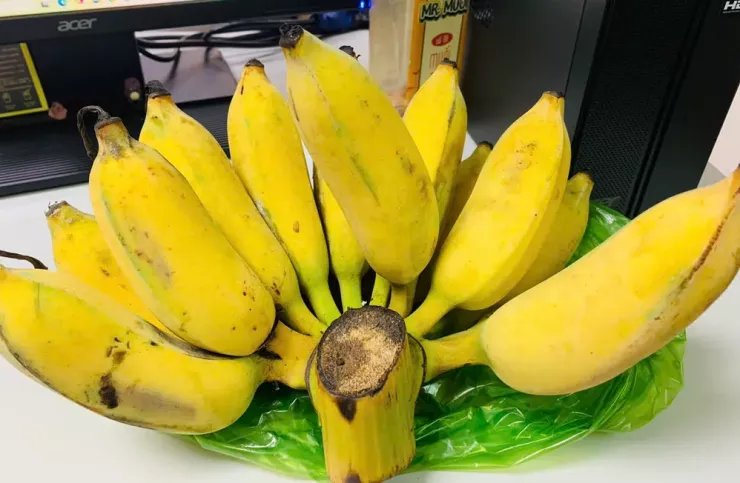 Chuối là nguồn năng lượng tốt và giàu chất xơ, đặc biệt có lợi cho đường ruột, do đó bạn chỉ nên ăn 2 hoặc 3 quả chuối chín mỗi ngày. Ảnh: PHƯƠNG LÊ