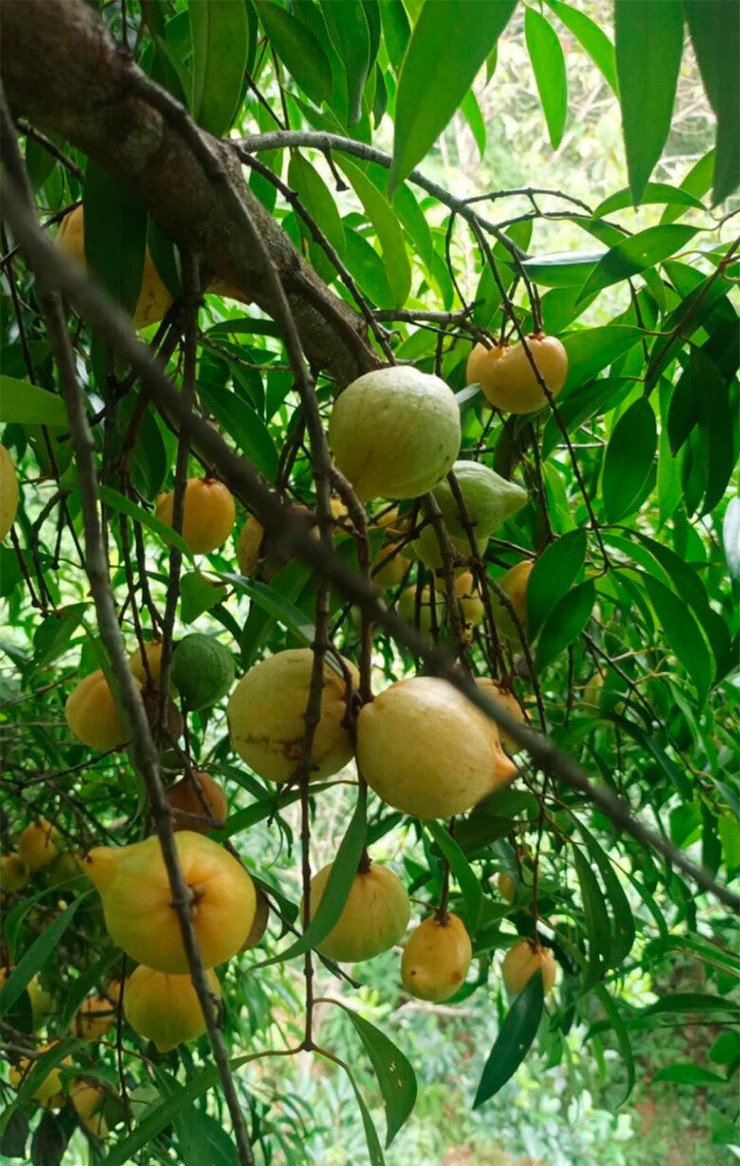 Bứa rừng là một trong những loại quả rừng được người thành phố tò mò tìm mua về thưởng thức trong những năm gần đây.

