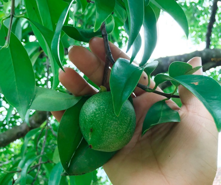 Cây bứa mọc tự nhiên trên các sườn đồi, khi trưởng thành có thể cao từ 5–7 mét, những cây cổ thụ có thể đạt tới 15 mét.
