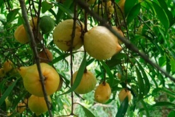 Quả mọc dại trên rừng thành đặc sản mùa hè, đến mùa thành "mỏ tiền", dân hái về bán 180.000 đồng/kg