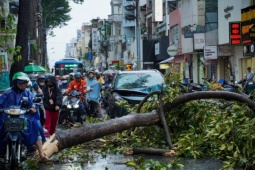 Hàng loạt cây gãy đổ trong mưa giông ở TP HCM