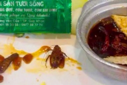 Phạt nhà hàng 12 triệu đồng vì  ' có con gián trong thức ăn ' 