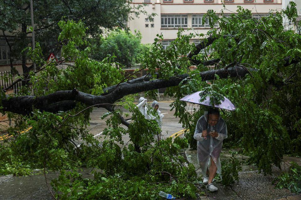 Hơn 400 cây bị đổ, gãy ở Hong Kong (ảnh: Reuters)