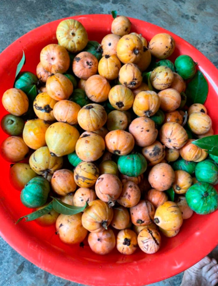 Tháng 6 đến tháng 8 âm lịch hàng năm là thời điểm trái bứa chín rộ.
