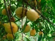 Quả mọc dại trên rừng thành đặc sản mùa hè, đến mùa thành "mỏ tiền", dân hái về bán 180.000 đồng/kg