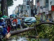 Hàng loạt cây gãy đổ trong mưa giông ở TP HCM