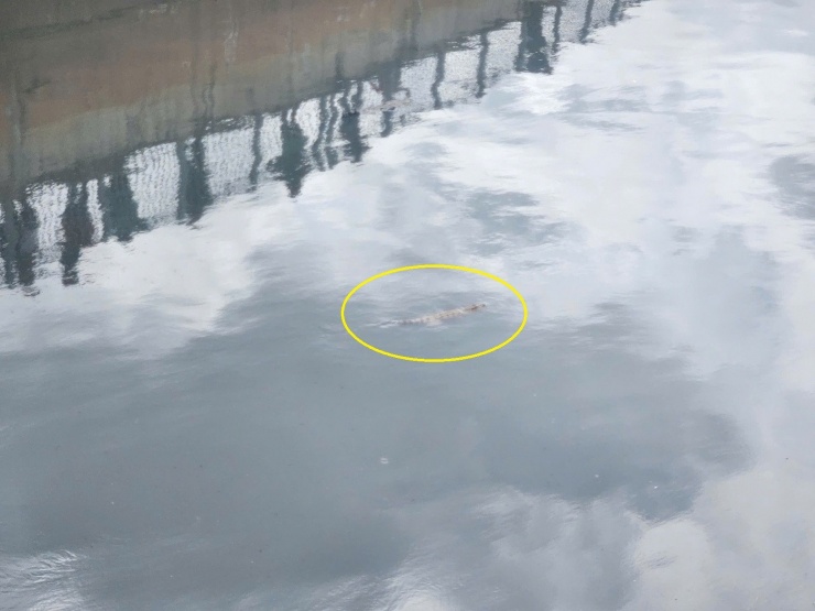 Hình ảnh cá sấu nổi lên mặt nước. Ảnh: TK.