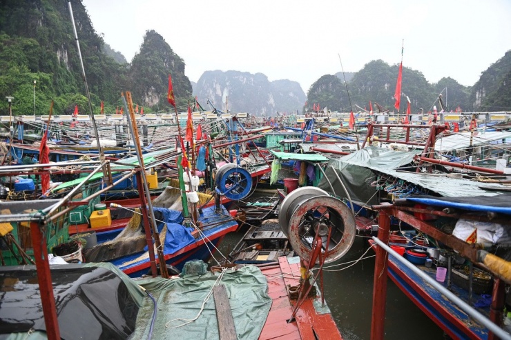 Theo Ban Chỉ huy PCTT-TKCN và phòng thủ dân sự tỉnh Quảng Ninh, toàn tỉnh có 7.708 cơ sở nuôi trồng thủy sản (NTTS), trong đó 800 cơ sở NTTS trên biển đều đã được thông tin về bão để triển các giải pháp ứng phó nhằm đảm bảo an toàn.
