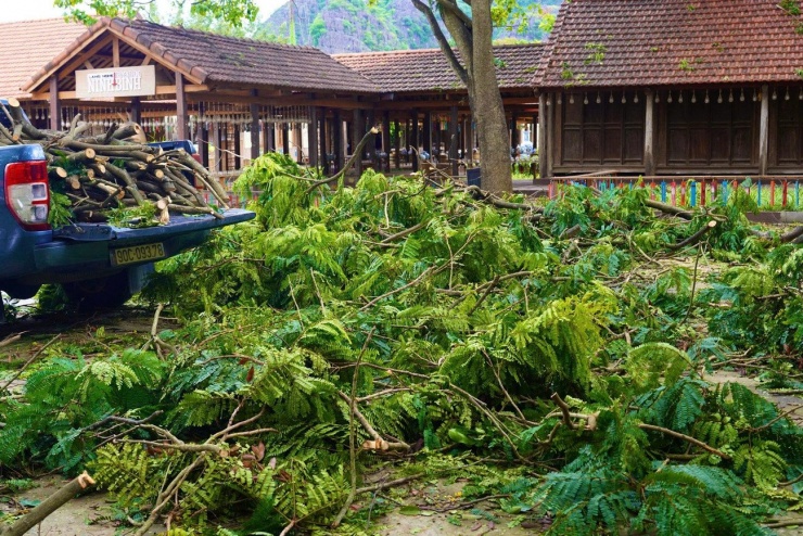 Cây xanh được cắt tỉa tại khu vực Tam Cốc.