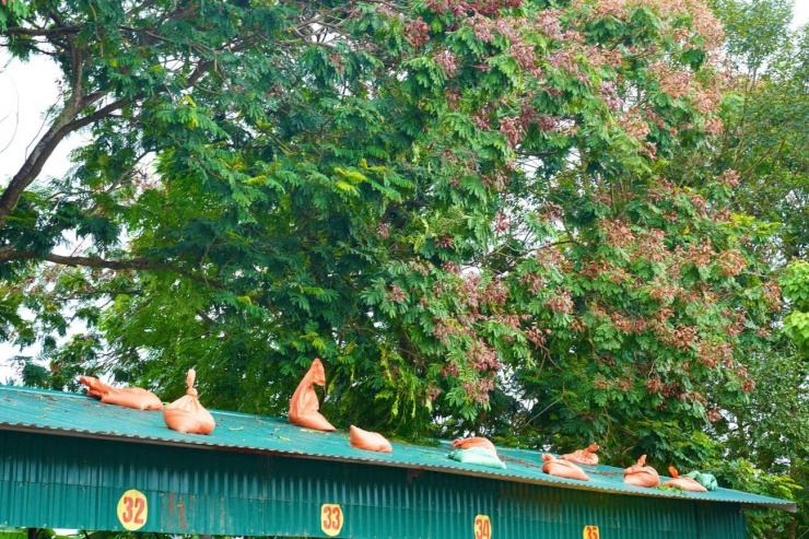 Người dân và lực lượng chức năng nỗ lực phòng chống bão tại Tam Cốc