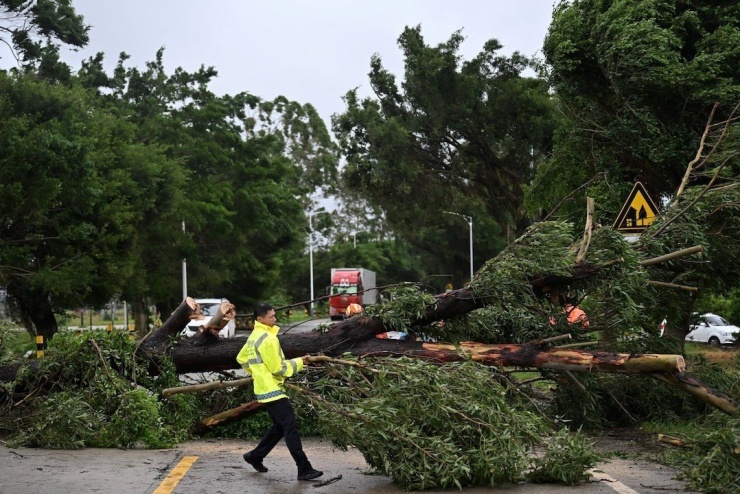 Cây đổ do bão Wipha ở Quảng Đông. (Ảnh: Reuters)