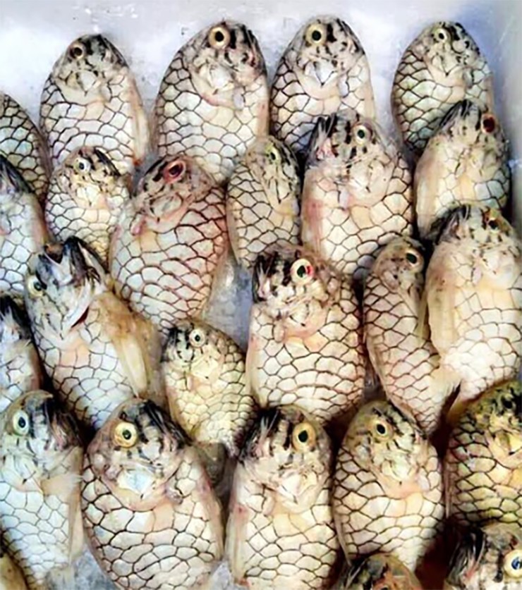 Ở vùng biển Phú Yên, nay là tỉnh Đắk Lắk, có một loài cá rất lạ, mang tên một loại quả mà chắc chắn nhiều người chưa biết tới, đó là con cá mãng cầu.

