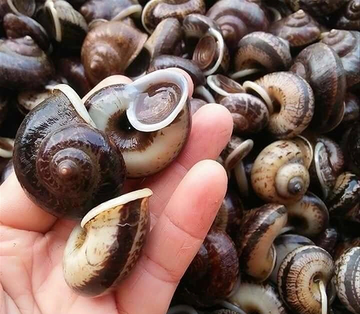 Điều thú vị là ốc đá ăn lá cây rừng, trong đó có nhiều loài thảo dược như sâm đất, ngải cứu hay lá lốt. Nhờ hấp thụ tinh chất từ cây thuốc, chúng được ví như &#34;bài thuốc sống&#34; của núi rừng.

