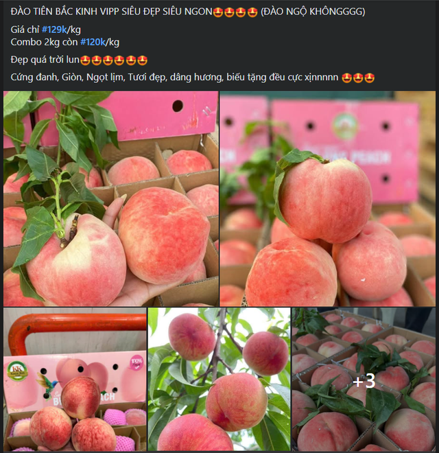 Đào tiên Bắc Kinh đang được rao bán tràn ngập trên mạng với đủ các mức giá khác nhau.