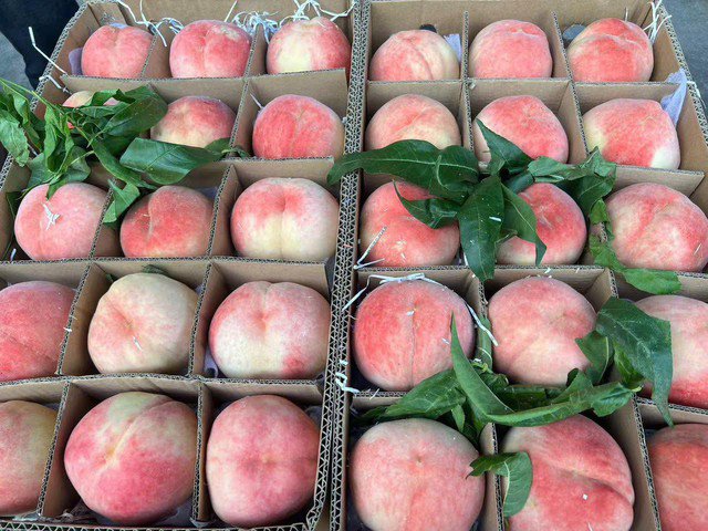 Đào tiên Bắc Kinh (Trung Quốc) được ưa chuộng vì kích thước to, màu sắc đẹp mắt, ăn giòn và thơm, vị ngọt thuần.