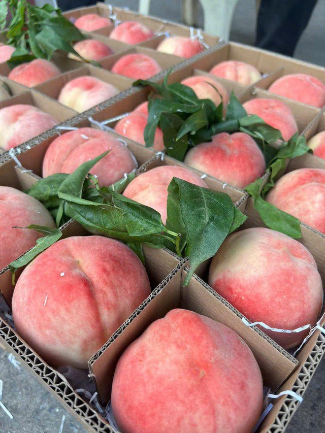 Một loại đào của Trung Quốc đổ bộ thị trường Việt, giá vài chục nghìn đồng/quả vẫn được chị em thi nhau “chốt đơn” - 9