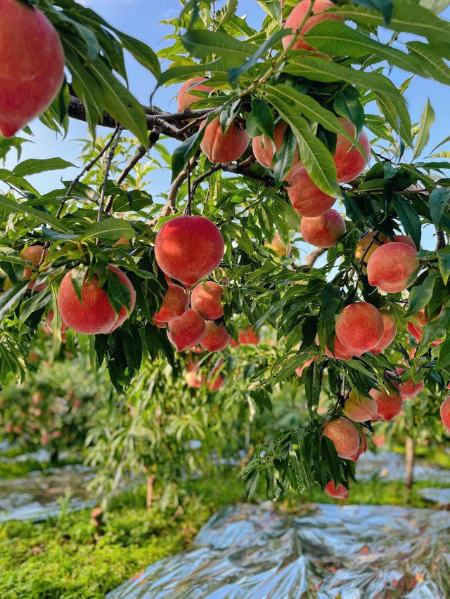 Tháng 7 bắt đầu vào mùa của đào tiên.