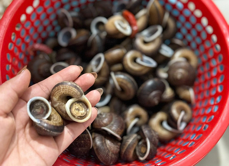 Hiện nay, ốc đá không chỉ là món ăn trong mâm cơm người bản địa mà còn có mặt trong thực đơn của nhiều nhà hàng, homestay ở Hòa Bình và các điểm du lịch.

