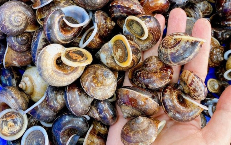 Mùa mưa về, người dân lại đeo đèn pin, gùi tre vào rừng bắt ốc đá, nếu chịu khó có thể kiếm vài triệu đồng mỗi tháng. Có người bắt được tới 7kg mỗi đêm, với giá bán đầu mùa lên tới 90.000 đồng/kg.
