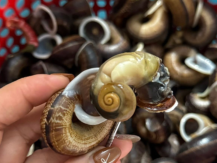 Với người Thái, người Mường, ốc đá vừa là món ăn thân thuộc khi trời mưa, vừa là vị thuốc dân gian quý giá. Phần ruột ốc – nơi tích trữ dưỡng chất suốt thời gian dài ẩn mình – được gọi là “túi thuốc”.

