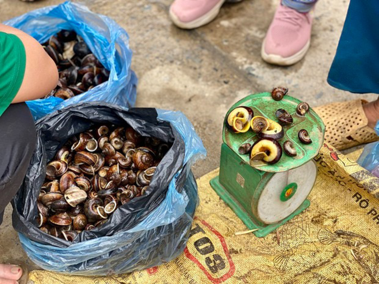 Ốc đá chủ yếu ăn lá cây rừng, thảo dược nên khá sạch. Ốc bắt về rửa sạch, ngâm nước chừng nửa giờ là có thể nướng, xào me, hấp gừng xả, trộn gỏi hành tây... Ngon nhất vẫn là ốc luộc vì giữ được hương thơm của vị thuốc.
