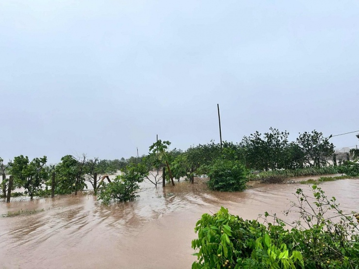 Cảnh hoa màu bị ngập lụt tại xã Rạng Đông, Ninh Bình. Ảnh: Trần Hợp.