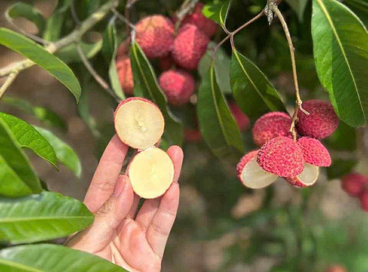 Mặc dù vải thiều Việt Nam có giá rất rẻ nhưng nhiều người tiêu dùng vẫn lựa chọn loại quả này để đi tặng, biếu vì độ khan hiếm và độc lạ của nó.
