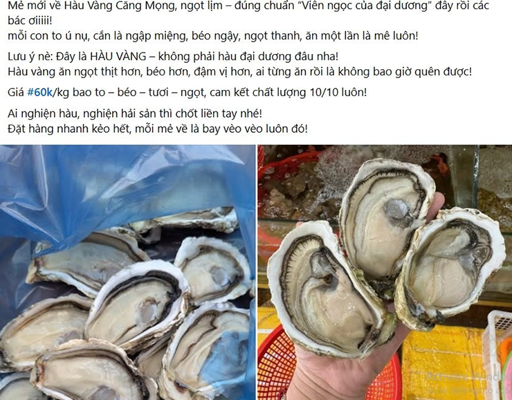 Ngoài các loại trái cây, gần đây, hàu vàng Trung Quốc cũng ồ ạt đổ bộ chợ Việt. Tuy nhiên loại hàu này có giá bán khá rẻ, chỉ từ 55-60.000 đồng/kg.
